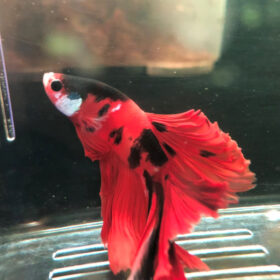 Betta Splendens Halfmoon Nemo Male XL WYSIWYG