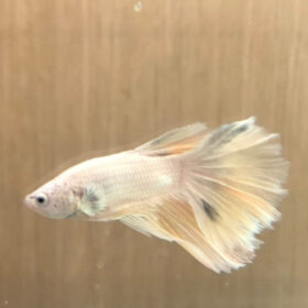 Betta Splendens Halfmoon White Male L WYSIWYG 1