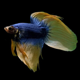 Betta Veiltail Mustard Male