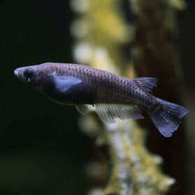 Black Medaka Ricefish