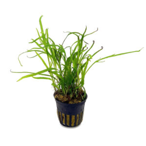 Microsorium Pteropus Trident Pot