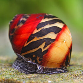 Red Running Snail