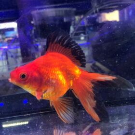 Χρυσόψαρα Ryukin Red-Black WYSIWYG