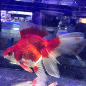 Χρυσόψαρα Ryukin Red-White WYSIWYG