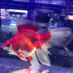 Χρυσόψαρα Ryukin Red-White WYSIWYG