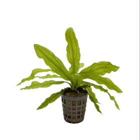 Echinodorus major ''Martii''