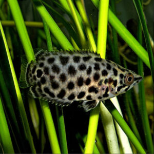 Gourami Leopard