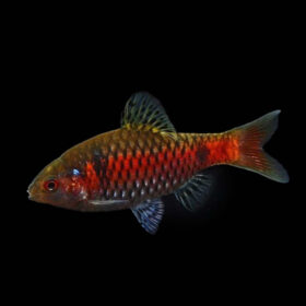 Odessa Barb