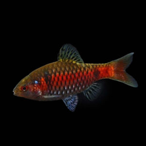 Odessa Barb