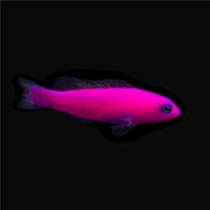 Pictichromis Porphyrea, Strawberry dottyback