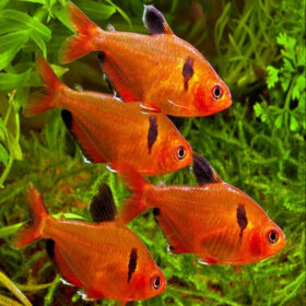 Red Phantom Tetra