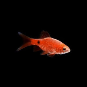 Rosy Barb Red