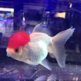Χρυσόψαρα Red Cap Oranda Large WYSIWYG 2