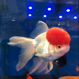 Χρυσόψαρα Red Cap Oranda Large WYSIWYG 3