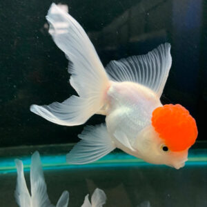 Χρυσόψαρα Red Cap Oranda Large
