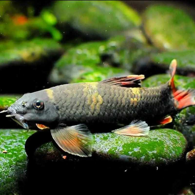 Garra Panda Aber aquatic Garra Panda
