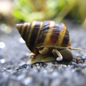 Piano Snail