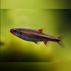 Rainbow Shiner