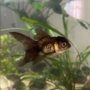 Χρυσόψαρα Lionhead Brown