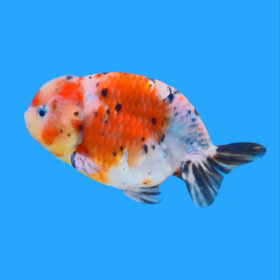 Χρυσόψαρα Ranchu Calico