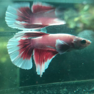 Betta Elephant Ear Male 2 WYSIWYG