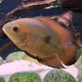 Chocolate Cichlid