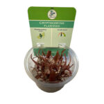 Cryptocoryne Flamingo in vitro