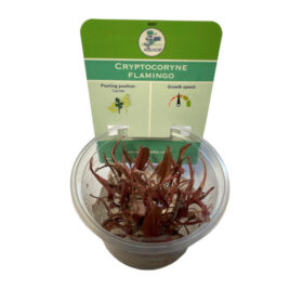 Cryptocoryne Flamingo in vitro