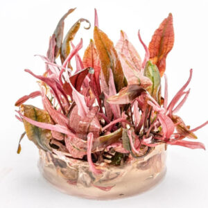 Cryptocoryne Flamingo in vitro