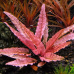 Cryptocoryne Flamingo in vitro