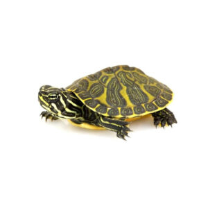 Eastern River Cooter Turtle
