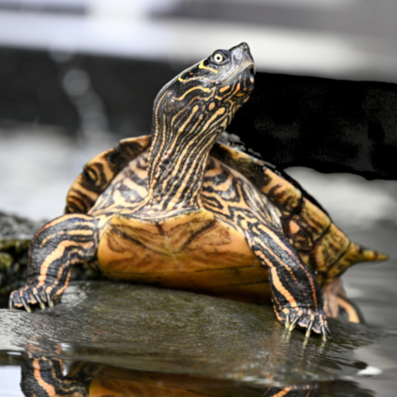 False Map Turtle (Graptemys Pseudogeographica) Aber aquatic False Map Turtle (Graptemys Pseudogeographica)