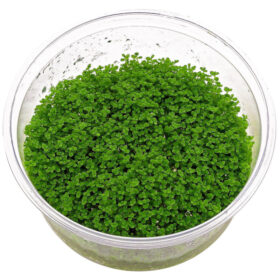 Hemianthus Callitrichoides