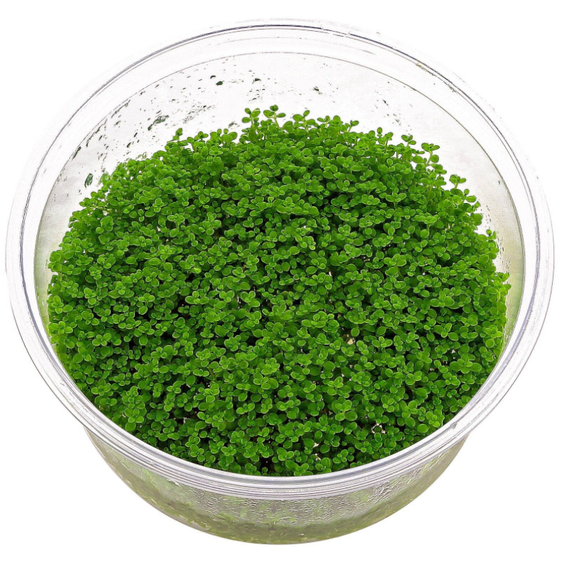 Hemianthus Callitrichoides Aber aquatic Hemianthus Callitrichoides