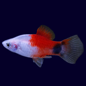 Platy Red Top Moon
