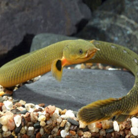 Snake Reed Fish