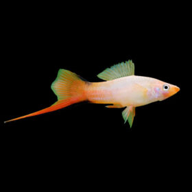 Swordtail Pink Comet
