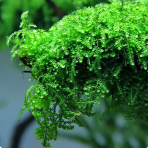 Vesicularia sp (Creeping moss)