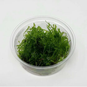 Vesicularia sp (Creeping moss)