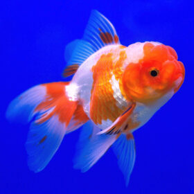 Χρυσόψαρα White-Red Fantail Large