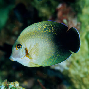 Acanthurus Pyroferus Juvenile, Chocolate Tang