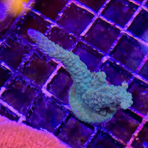 Acropora Parilis (frag)