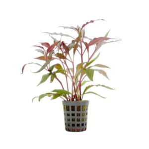 Alternanthera Cardinalis Pot