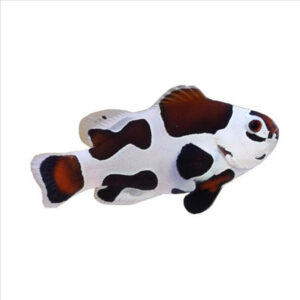 Amphiprion Ocellaris Mocha Storm