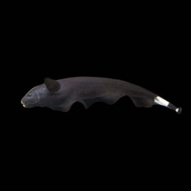 Black ghost knifefish
