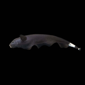 Black ghost knifefish