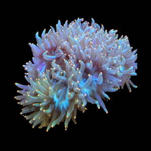 Catalaphyllia Jardinei Pink tip PREMIUM.