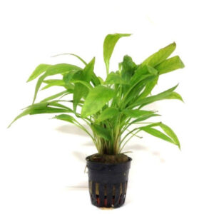 Echinodorus Magdalenensis Pot