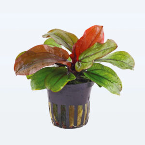 Echinodorus Reni Pot