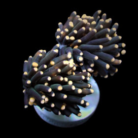 Euphyllia Glabrescens (Orange-Pink tip) Torch